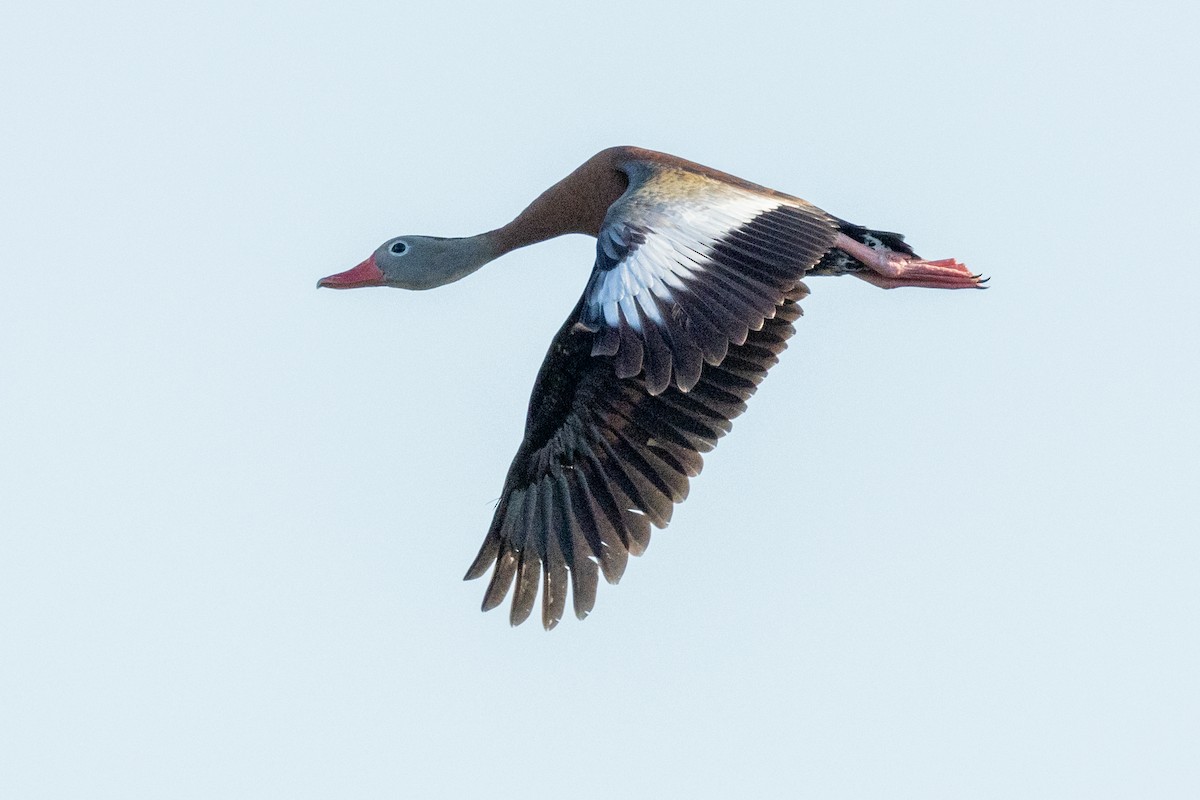 Black-bellied Whistling-Duck - Tommy Mullen