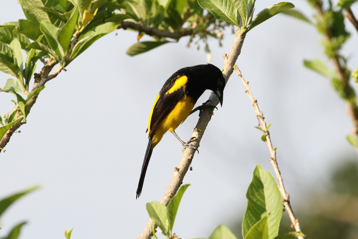 Black-cowled Oriole - ML619651819