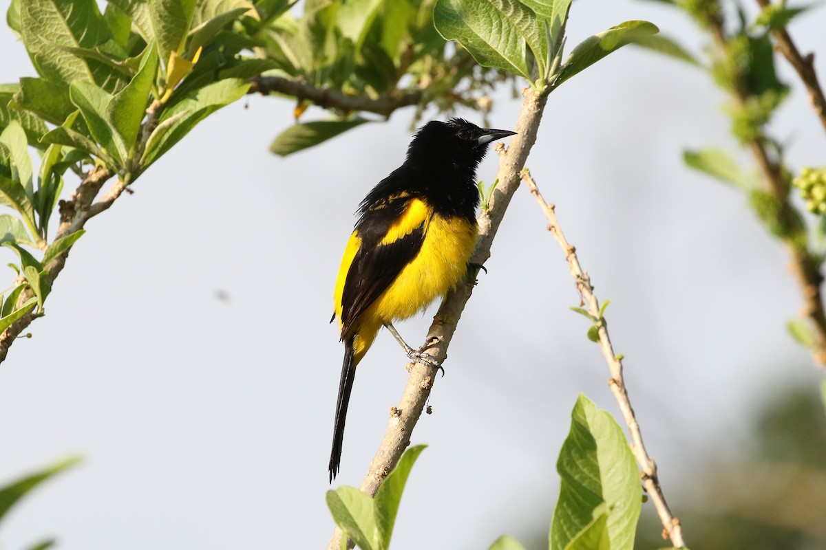 Black-cowled Oriole - John and Milena Beer