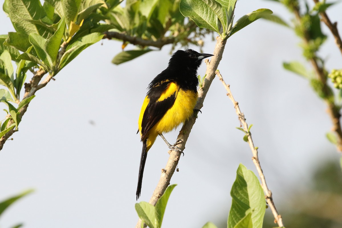 Black-cowled Oriole - ML619651820