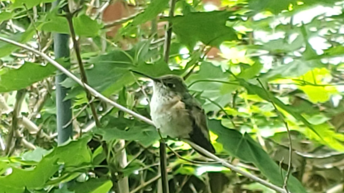 Calliope Hummingbird - Trent   Bray