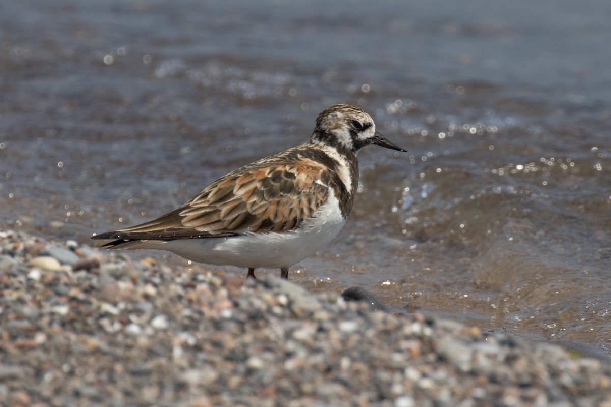 Ruddy Turnstone - Christine Mason