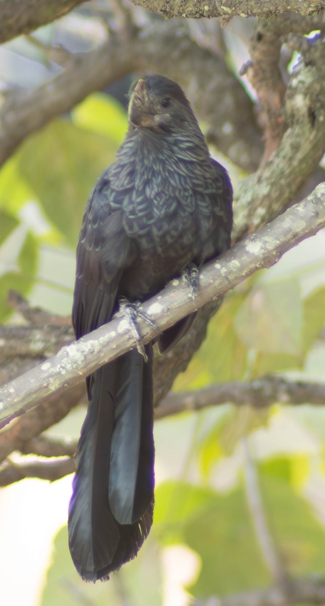 Smooth-billed Ani - Eyder Daniel Gómez López