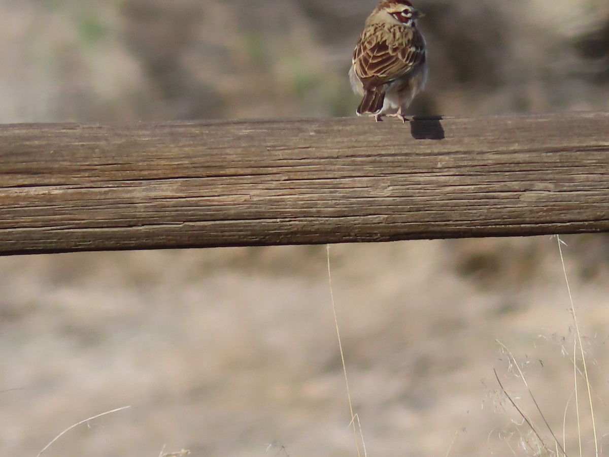 Lark Sparrow - Ursula  Mitra