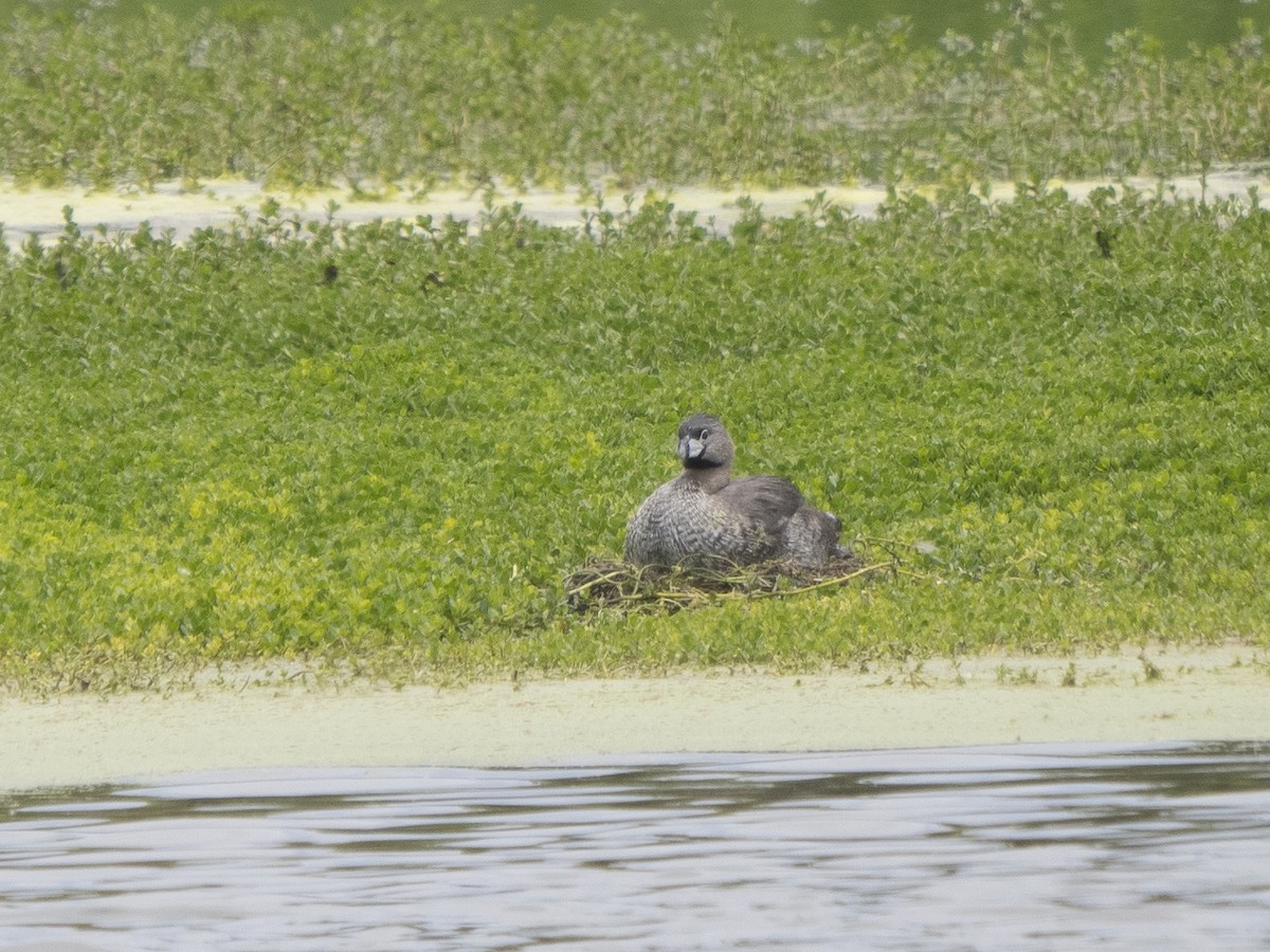 Pied-billed Grebe - Steven Hunter