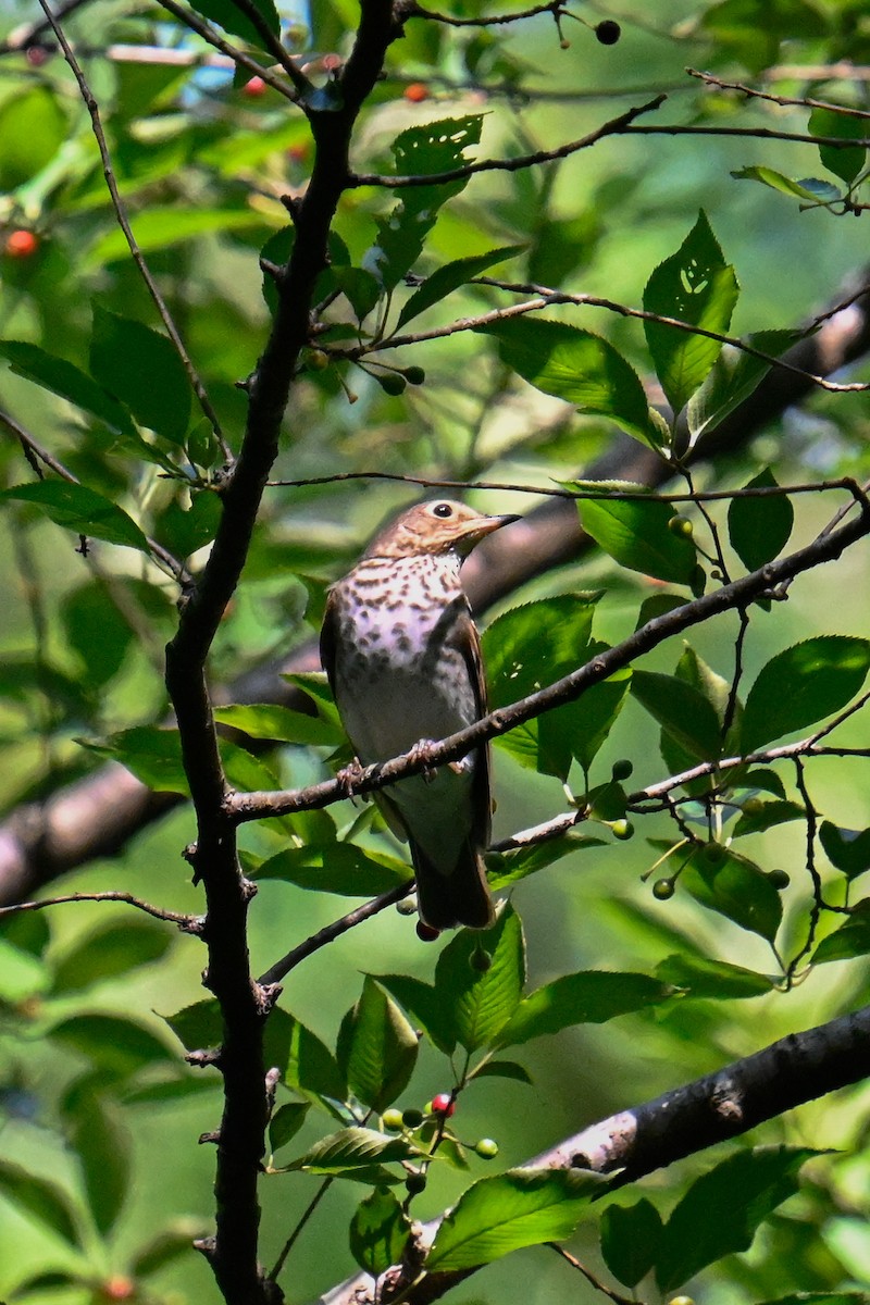 Swainson's Thrush - Rebecca Morgan