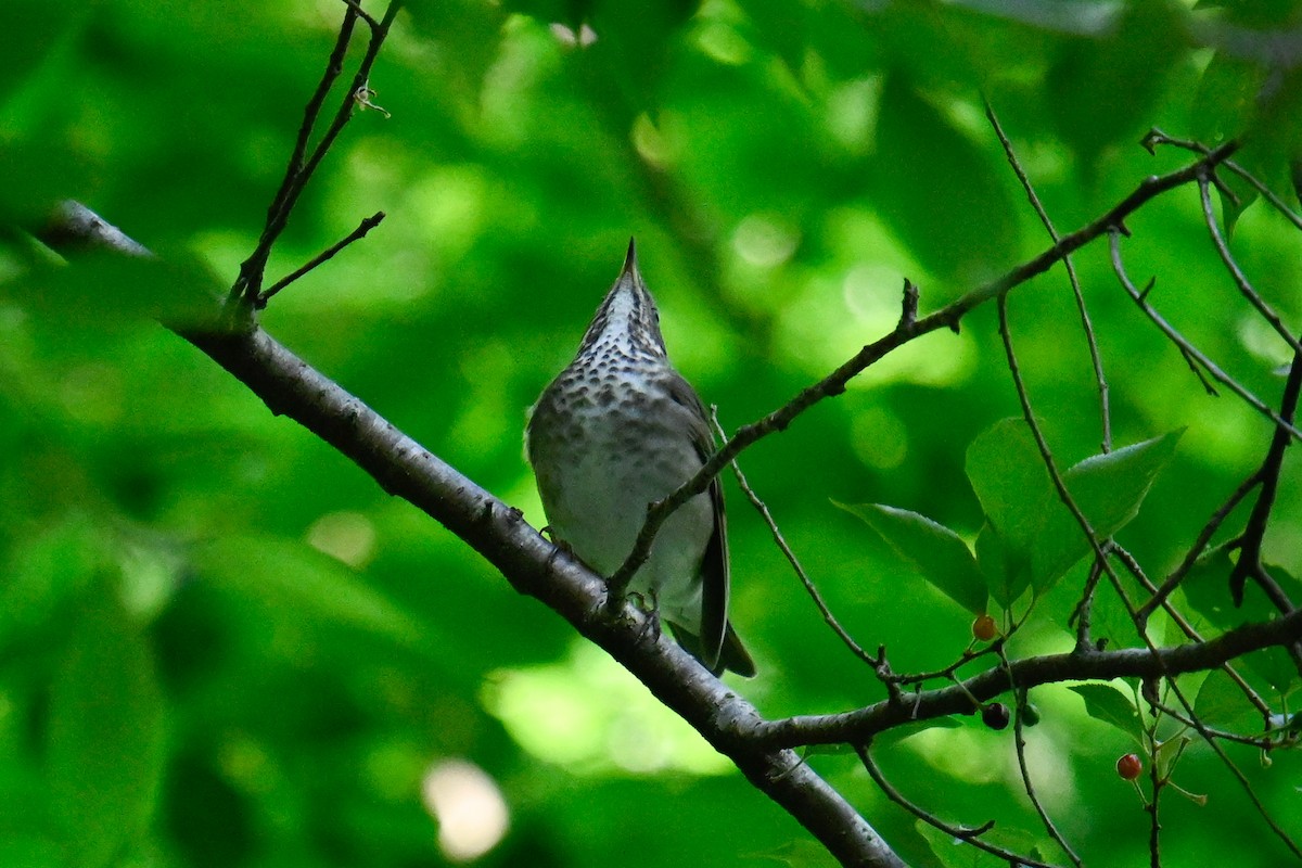 Swainson's Thrush - Rebecca Morgan