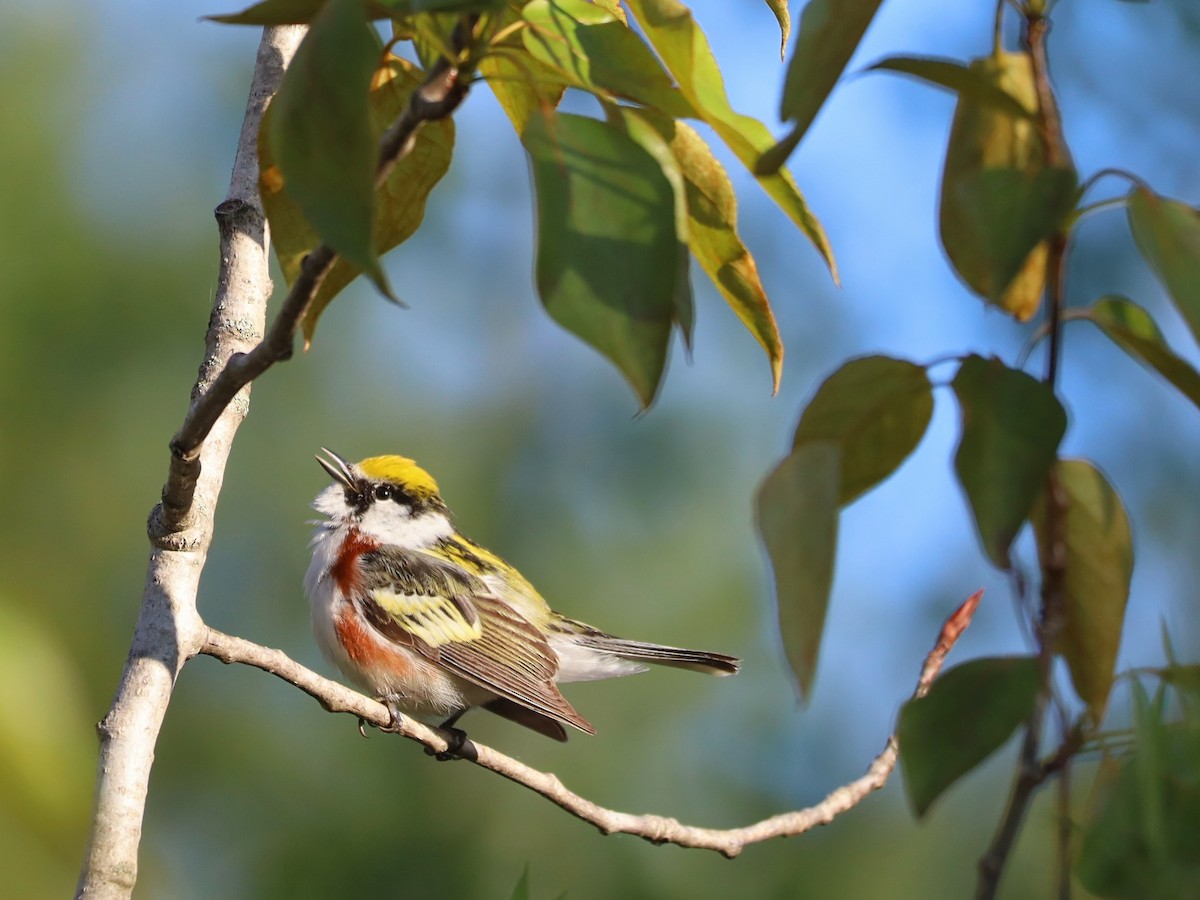 Chestnut-sided Warbler - Nolan Kerr