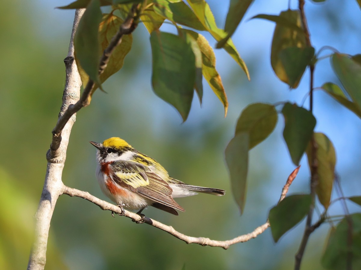 Chestnut-sided Warbler - Nolan Kerr