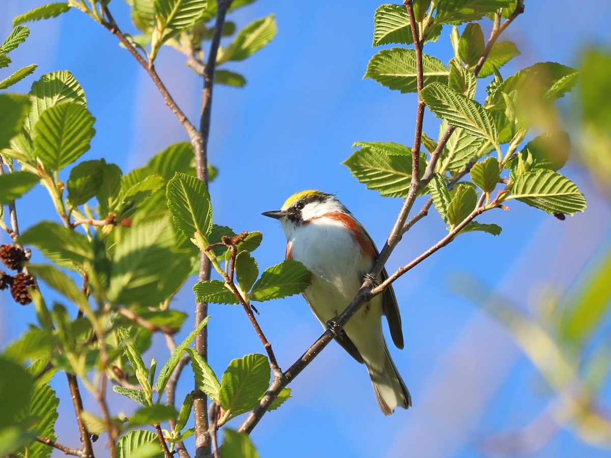 Chestnut-sided Warbler - Nolan Kerr