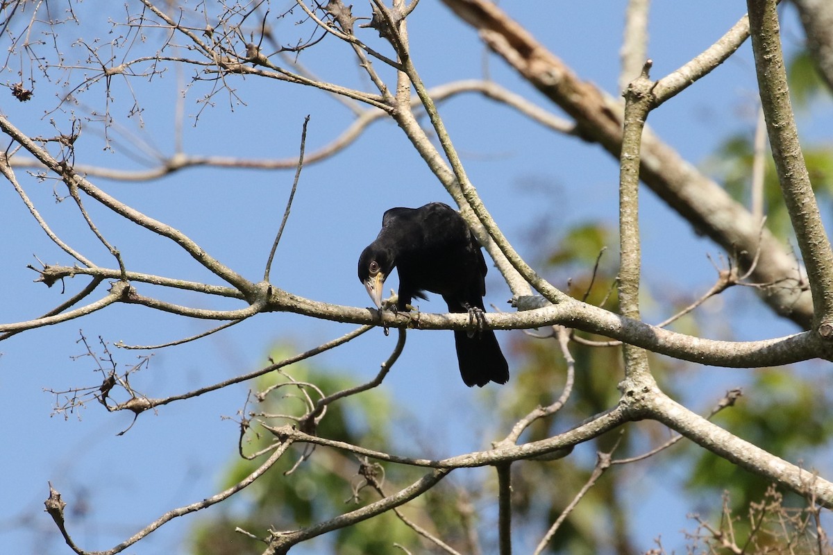 Giant Cowbird - John and Milena Beer