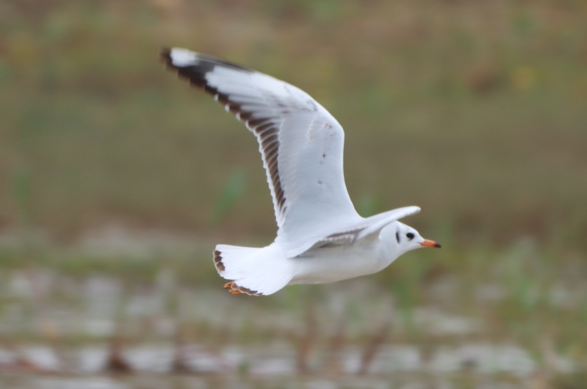 Brown-hooded Gull - João Paulo Durante