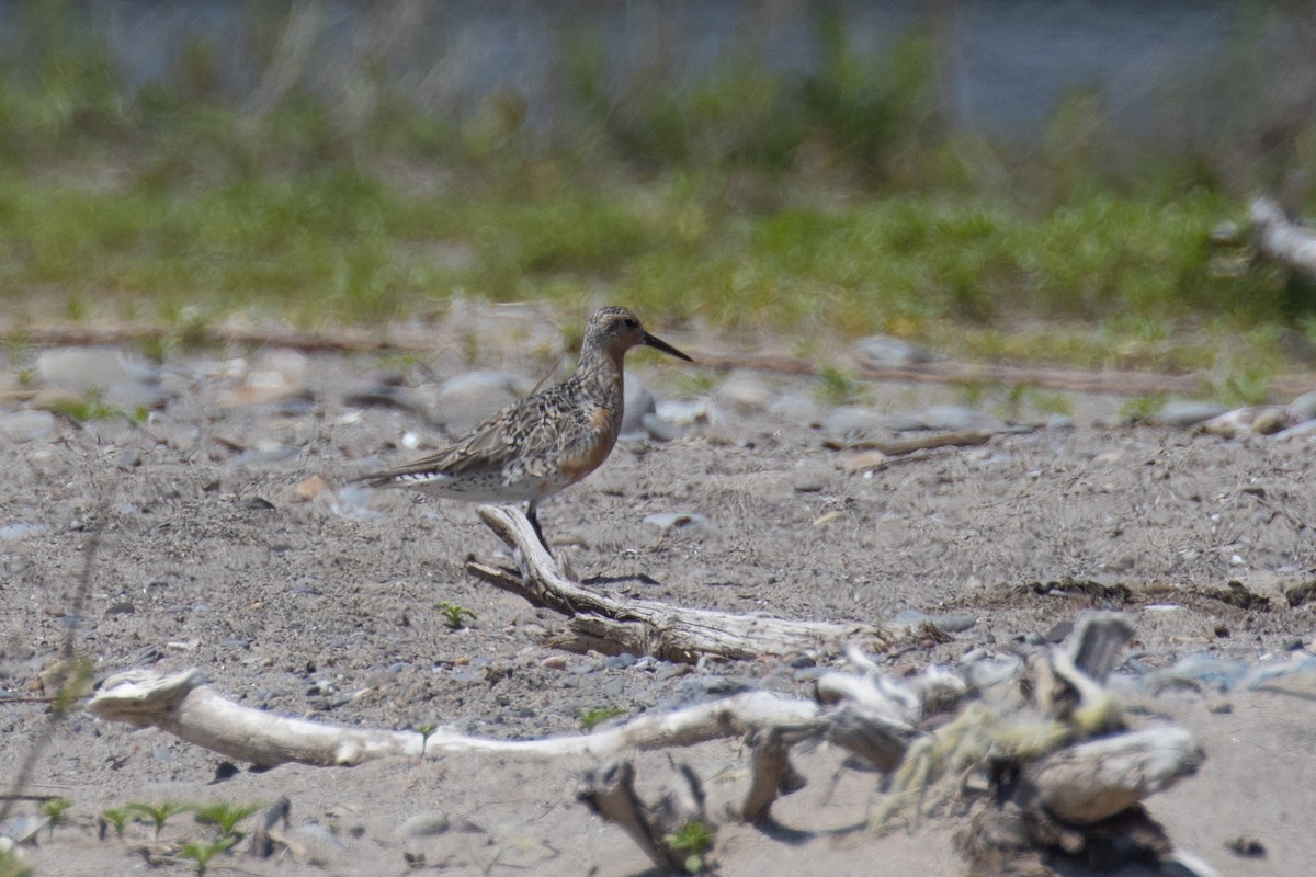 Red Knot - ML619651850