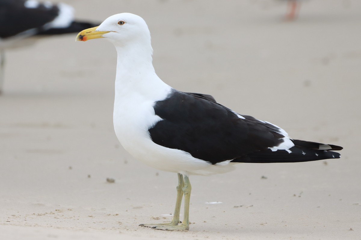 Kelp Gull - João Paulo Durante