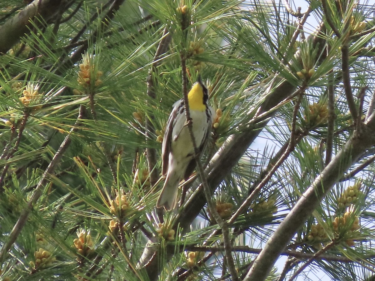 Yellow-throated Warbler - ML619651860