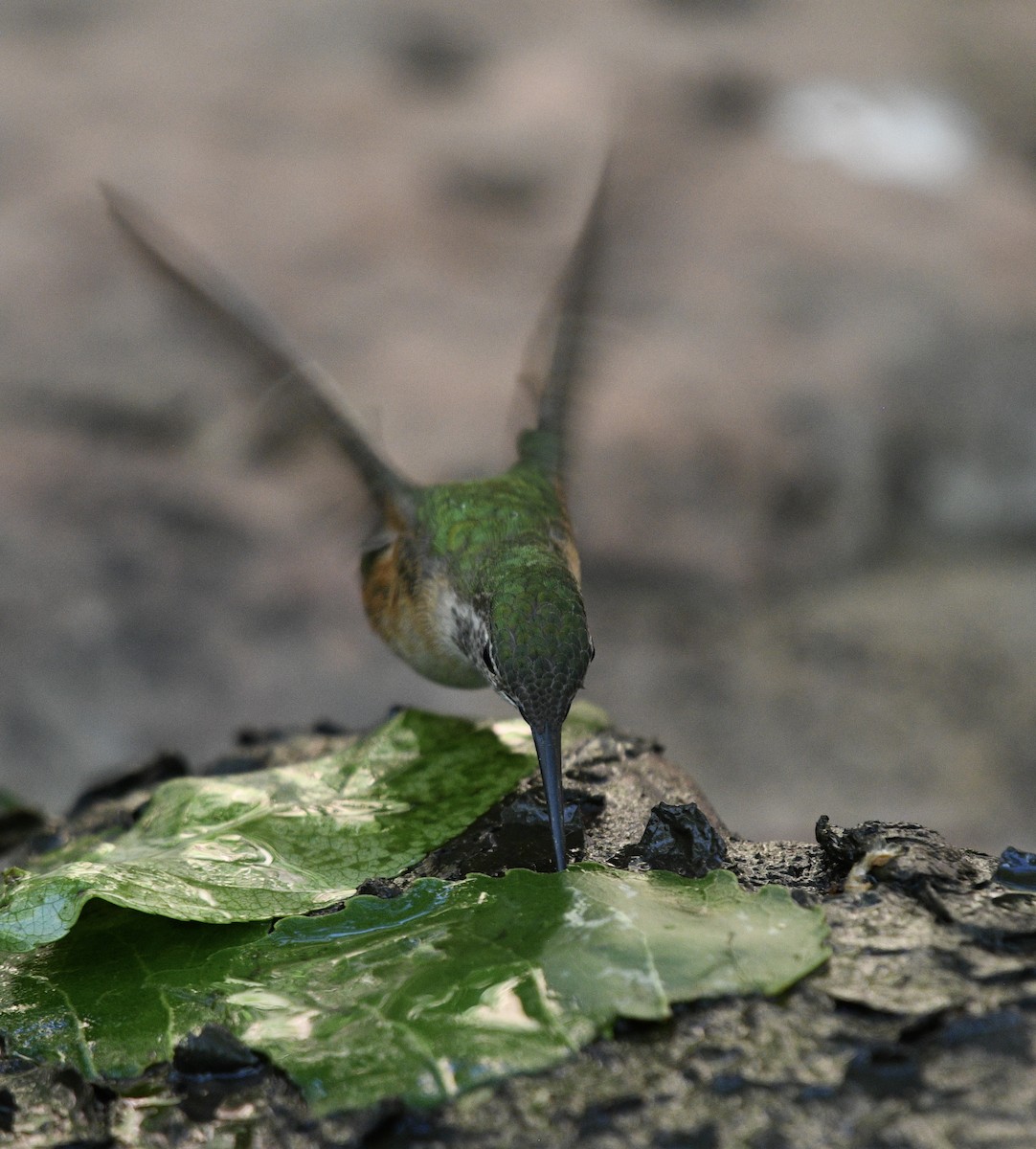 Broad-tailed Hummingbird - Josh Bruening