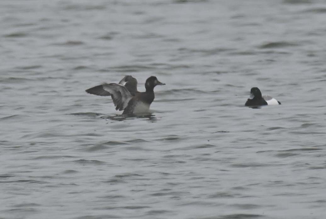 Greater Scaup - Kathy Marche