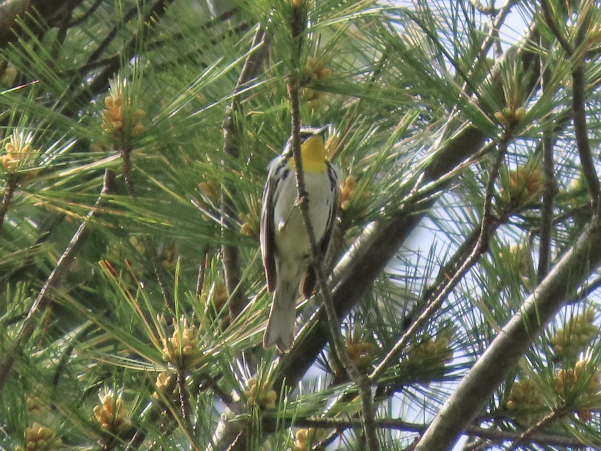 Yellow-throated Warbler - ML619651867