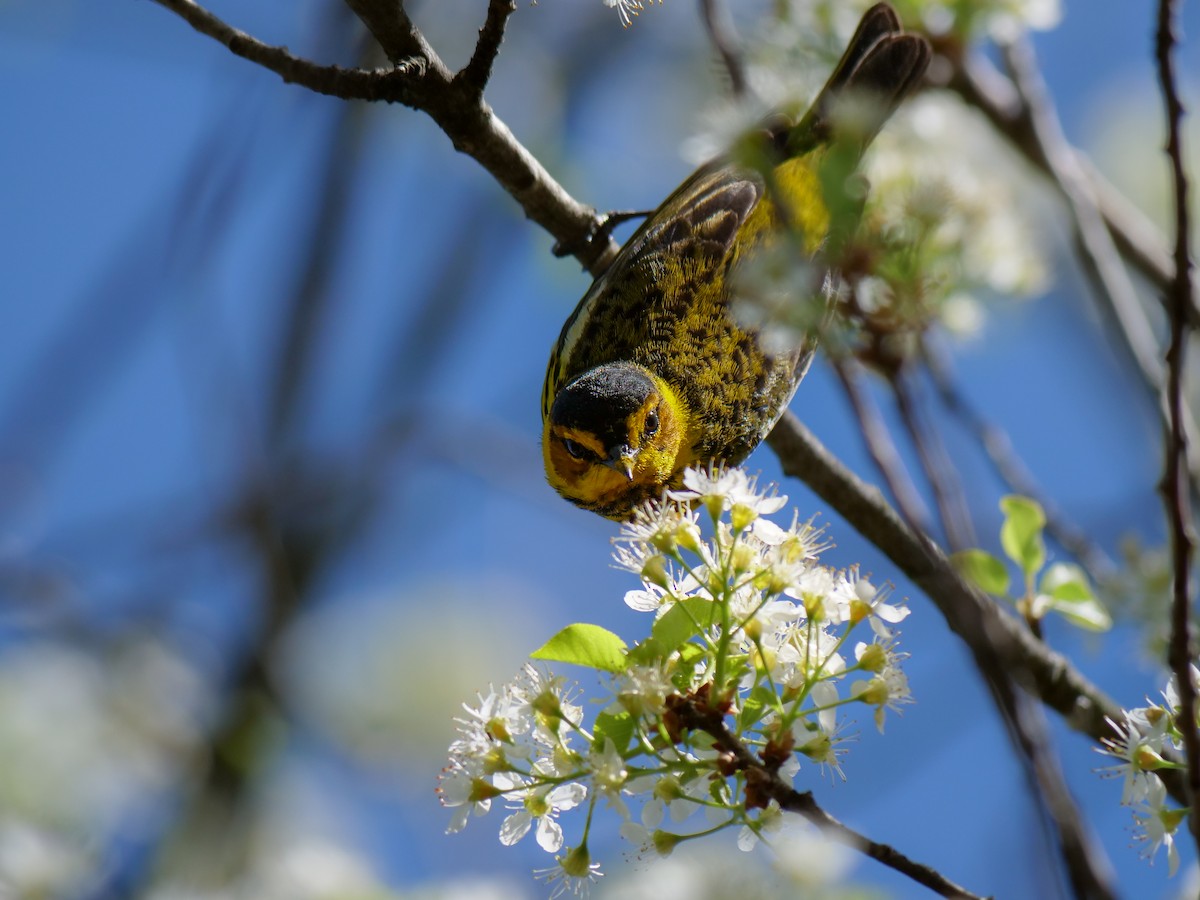 Cape May Warbler - Bob Izumi