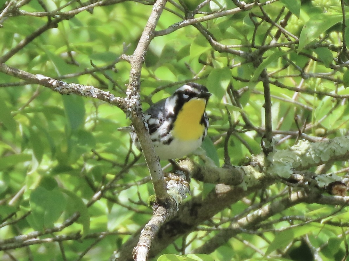 Yellow-throated Warbler - Tim Carney