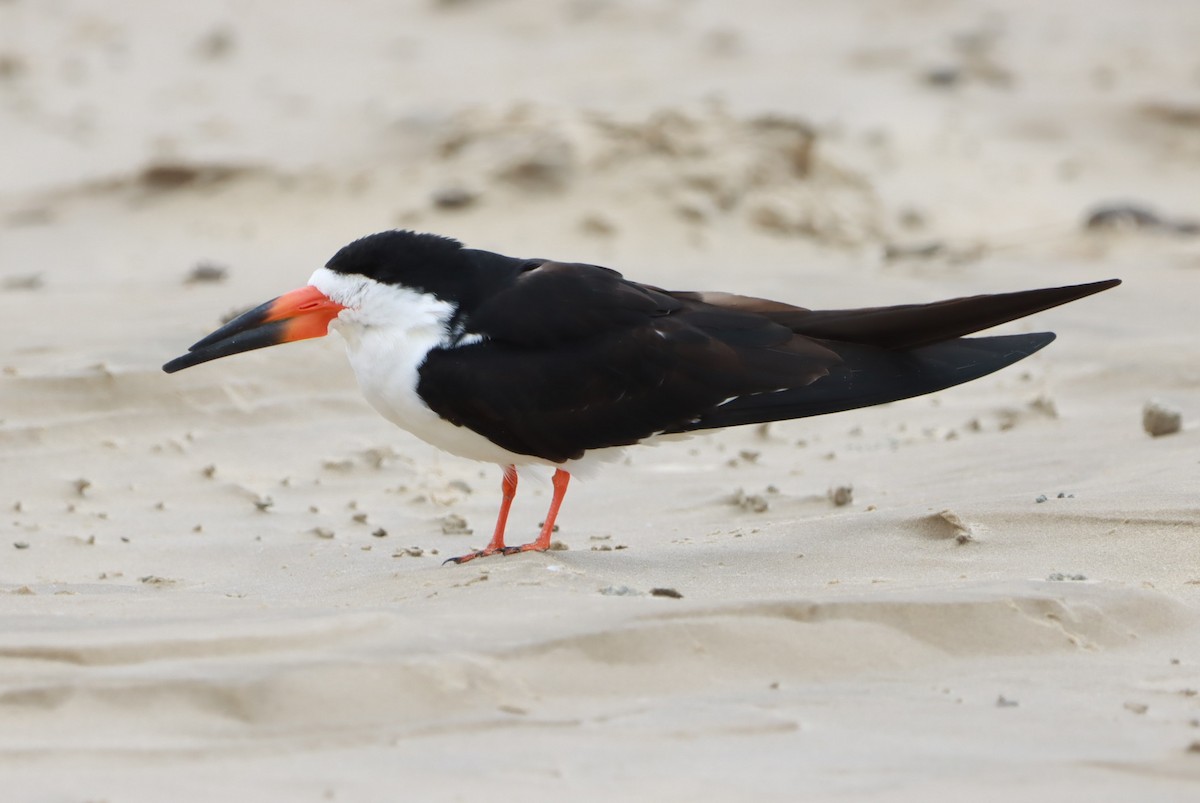 Black Skimmer - João Paulo Durante