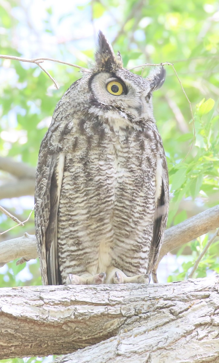 Great Horned Owl - Debby Parker