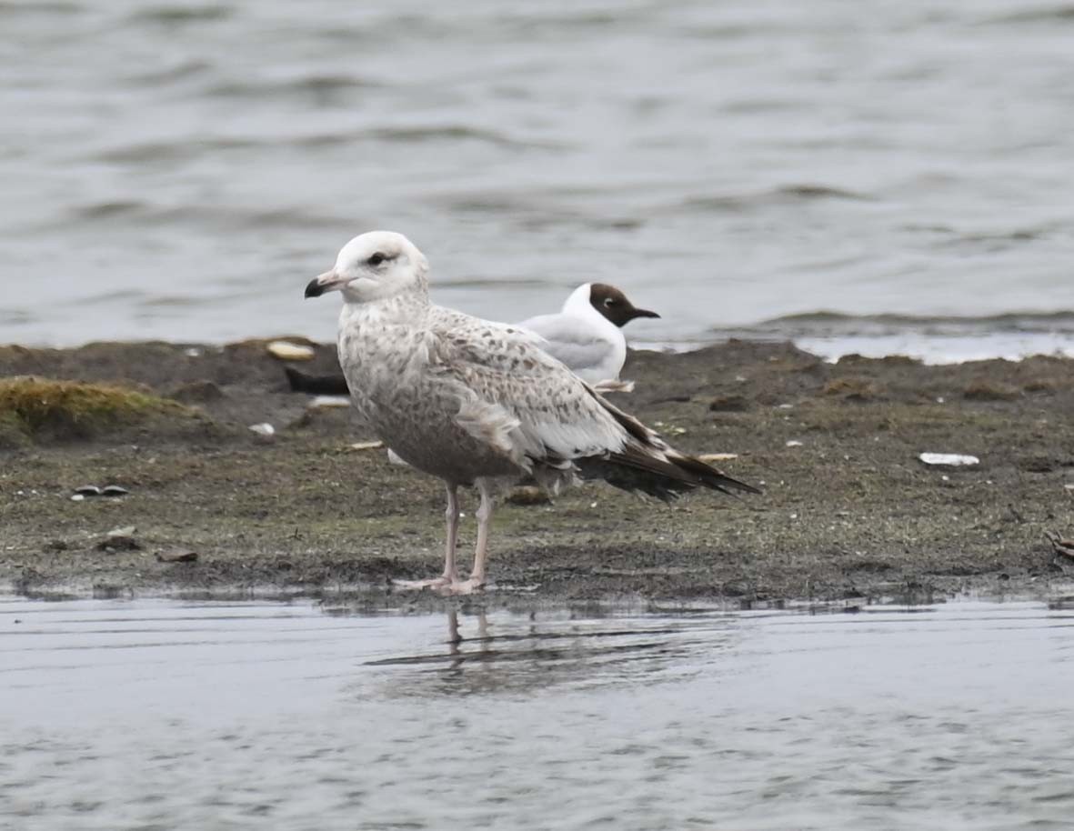 Black-headed Gull - Kathy Marche