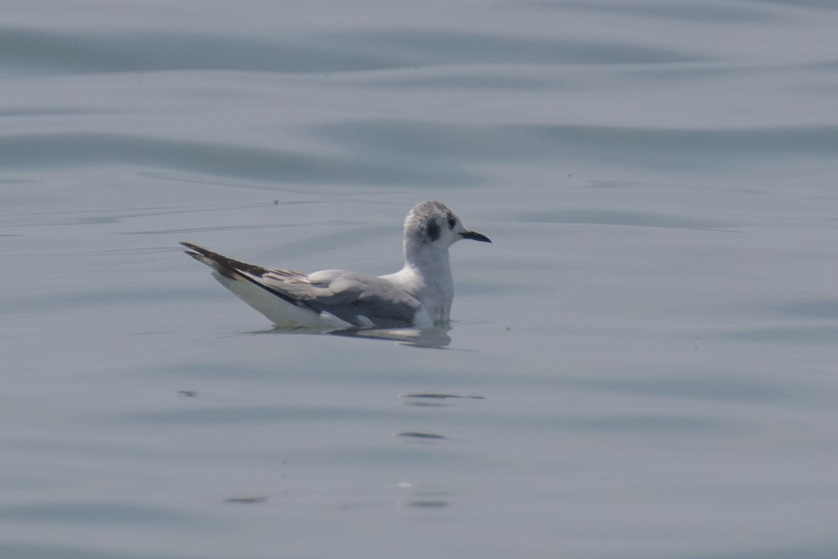 Bonaparte's Gull - Christine Mason