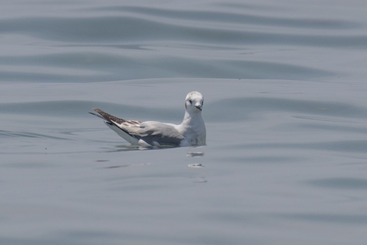 Bonaparte's Gull - Christine Mason