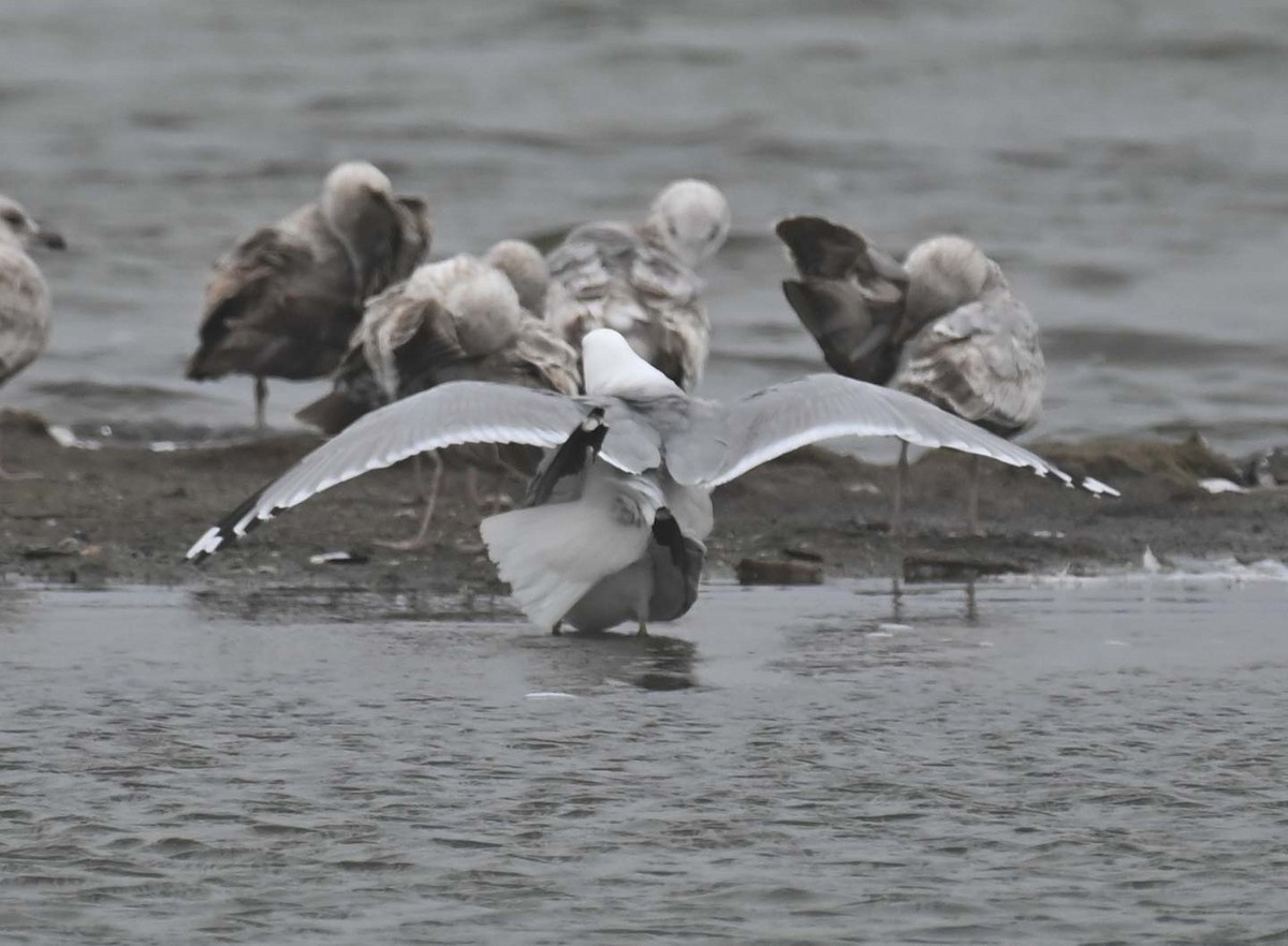 Ring-billed Gull - ML619651889