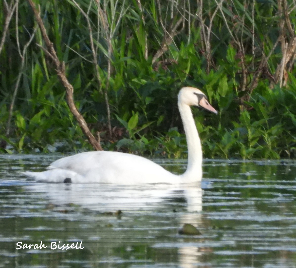 Mute Swan - ML619651894