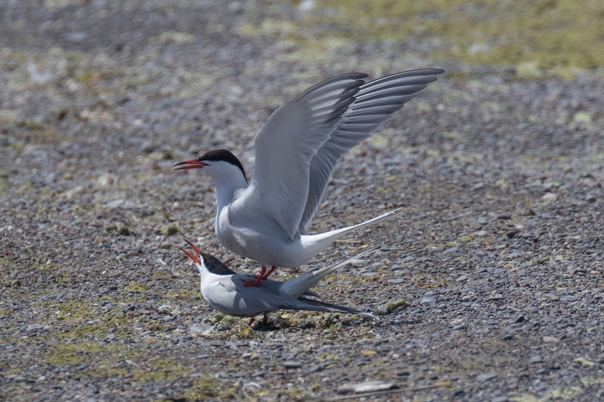Common Tern - Christine Mason