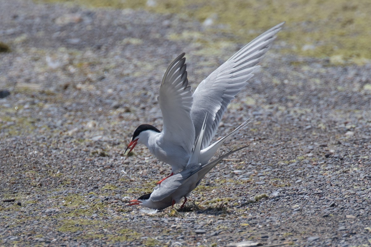 Common Tern - Christine Mason