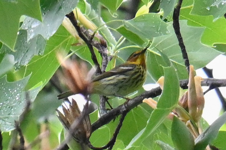 Cape May Warbler - Rebecca Morgan