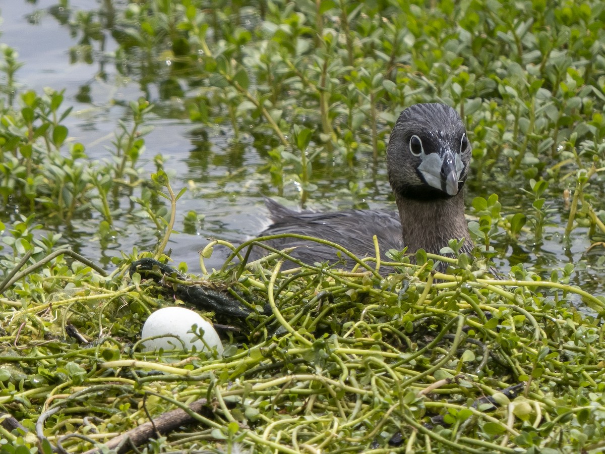 Pied-billed Grebe - Steven Hunter