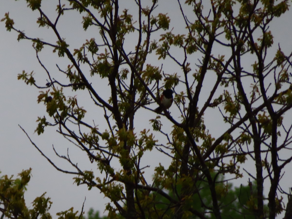 Eastern Towhee - Rudolf Koes