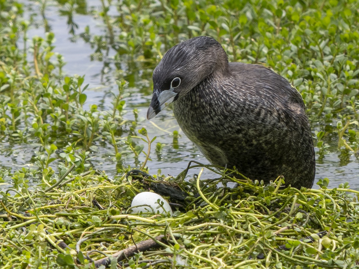 Pied-billed Grebe - Steven Hunter