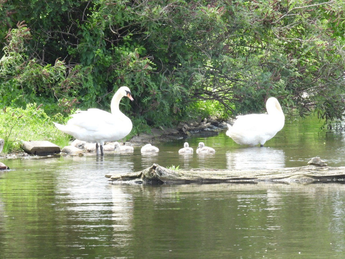 Mute Swan - Bruce Moorman