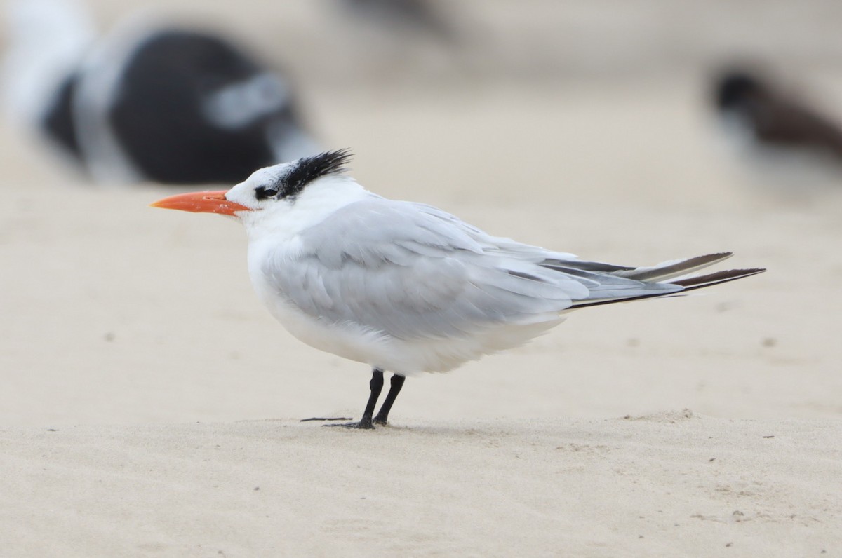 Royal Tern - João Paulo Durante