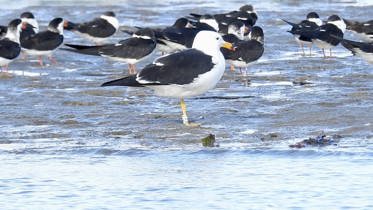 Gaviota Cangrejera - ML619651921