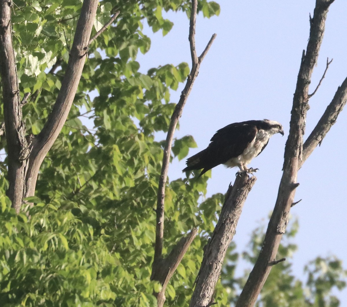 Osprey - Karl Overman