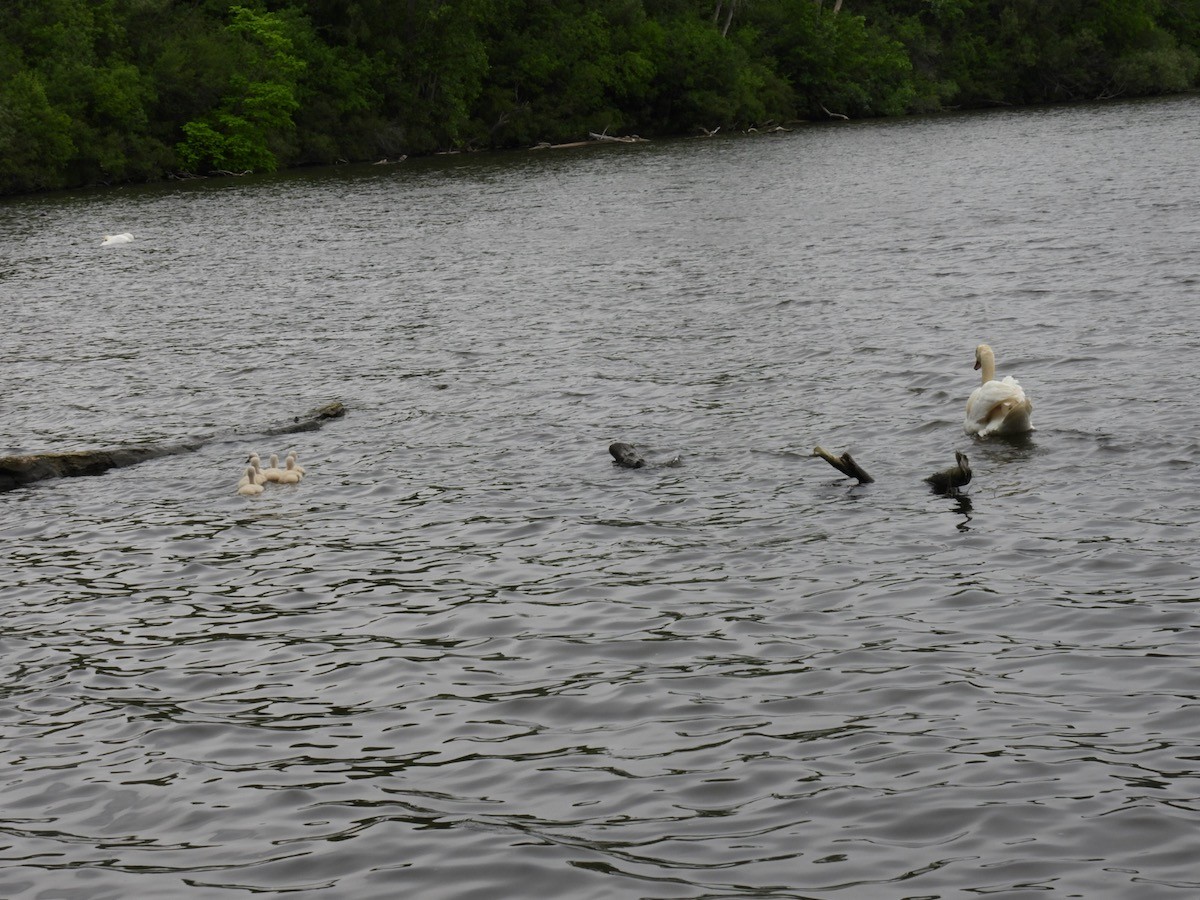 Mute Swan - Bruce Moorman