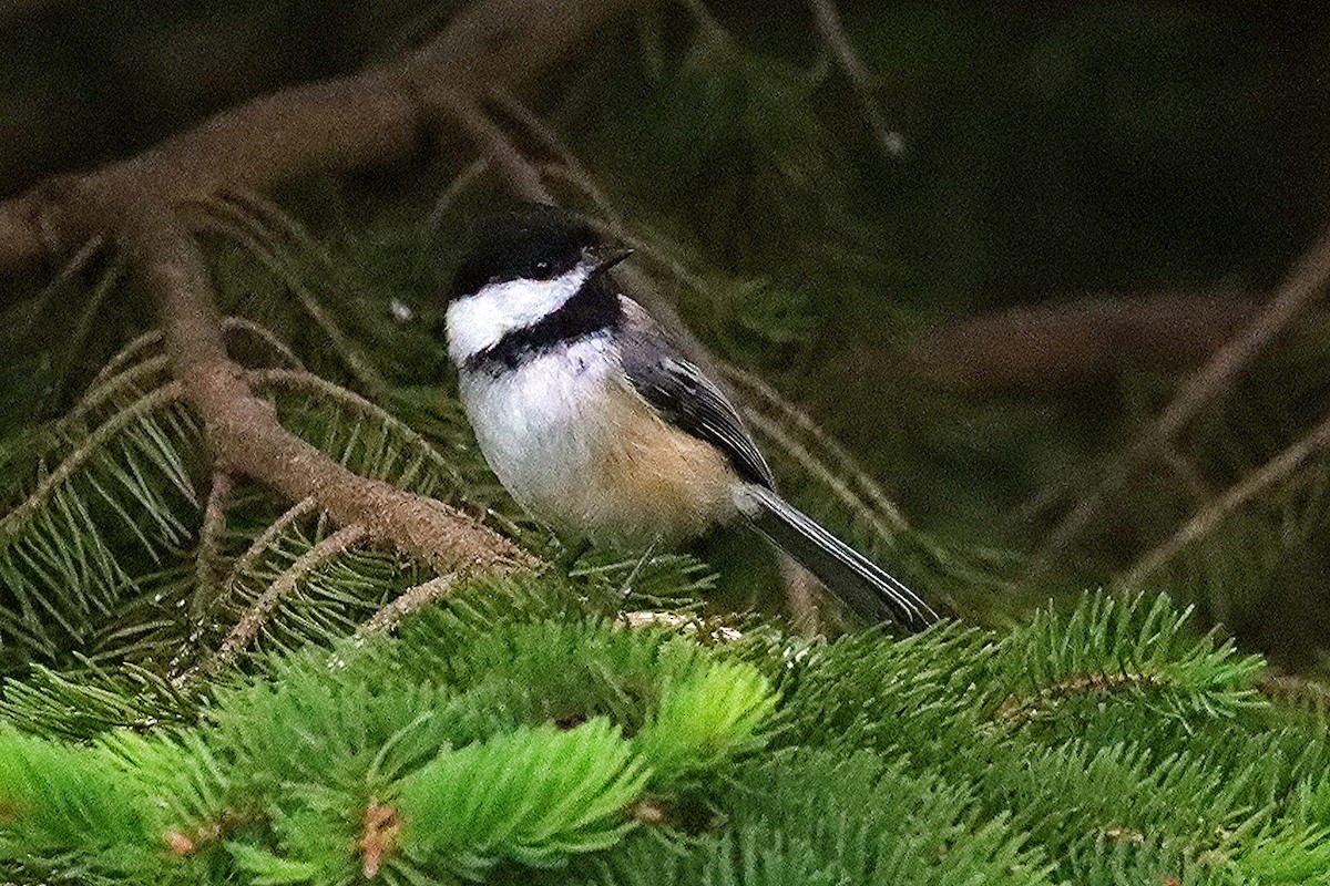 Black-capped Chickadee - Ron and Linda (Tozer) Johnston