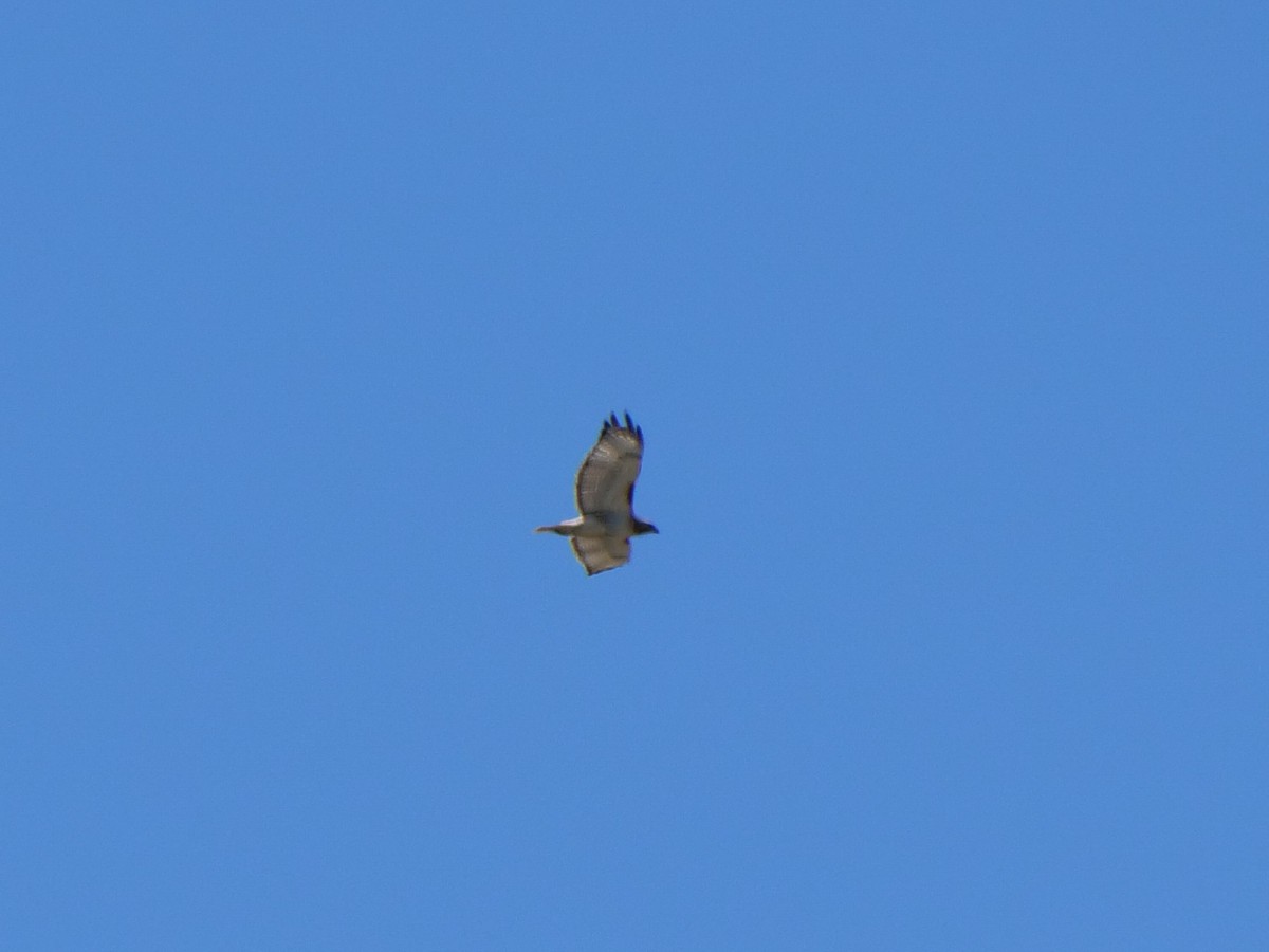 Red-tailed Hawk - ML619651938