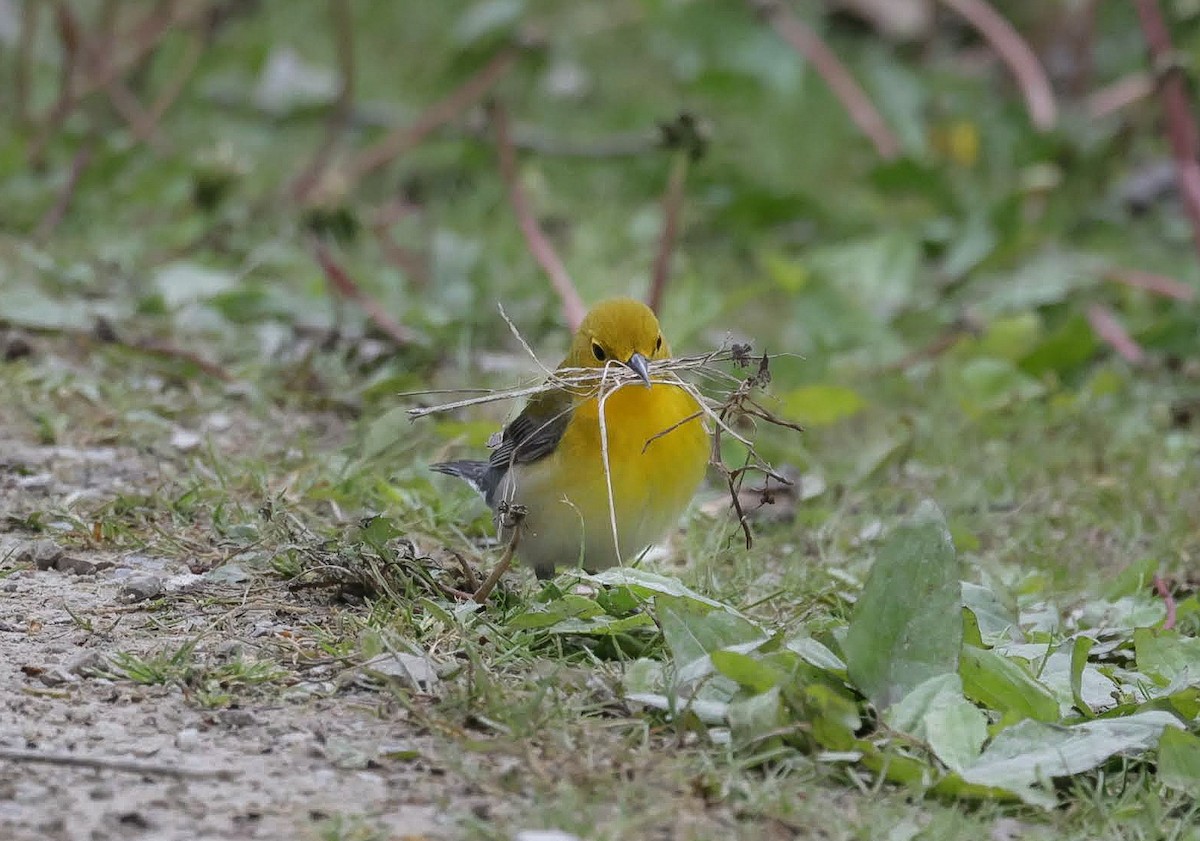 Prothonotary Warbler - Chantal Brault