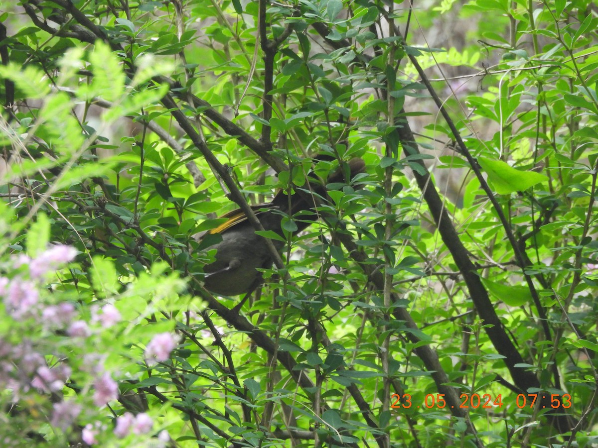 Chestnut-crowned Laughingthrush - Chethan Krishnan