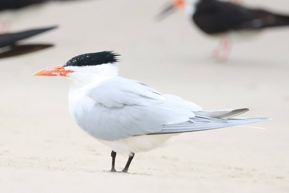 Royal Tern - João Paulo Durante