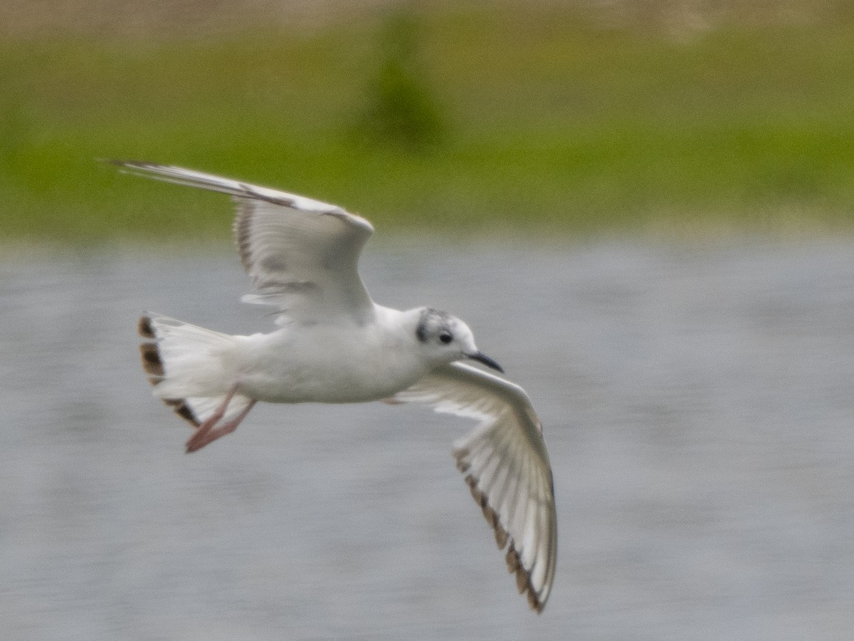 Bonaparte's Gull - Steven Hunter