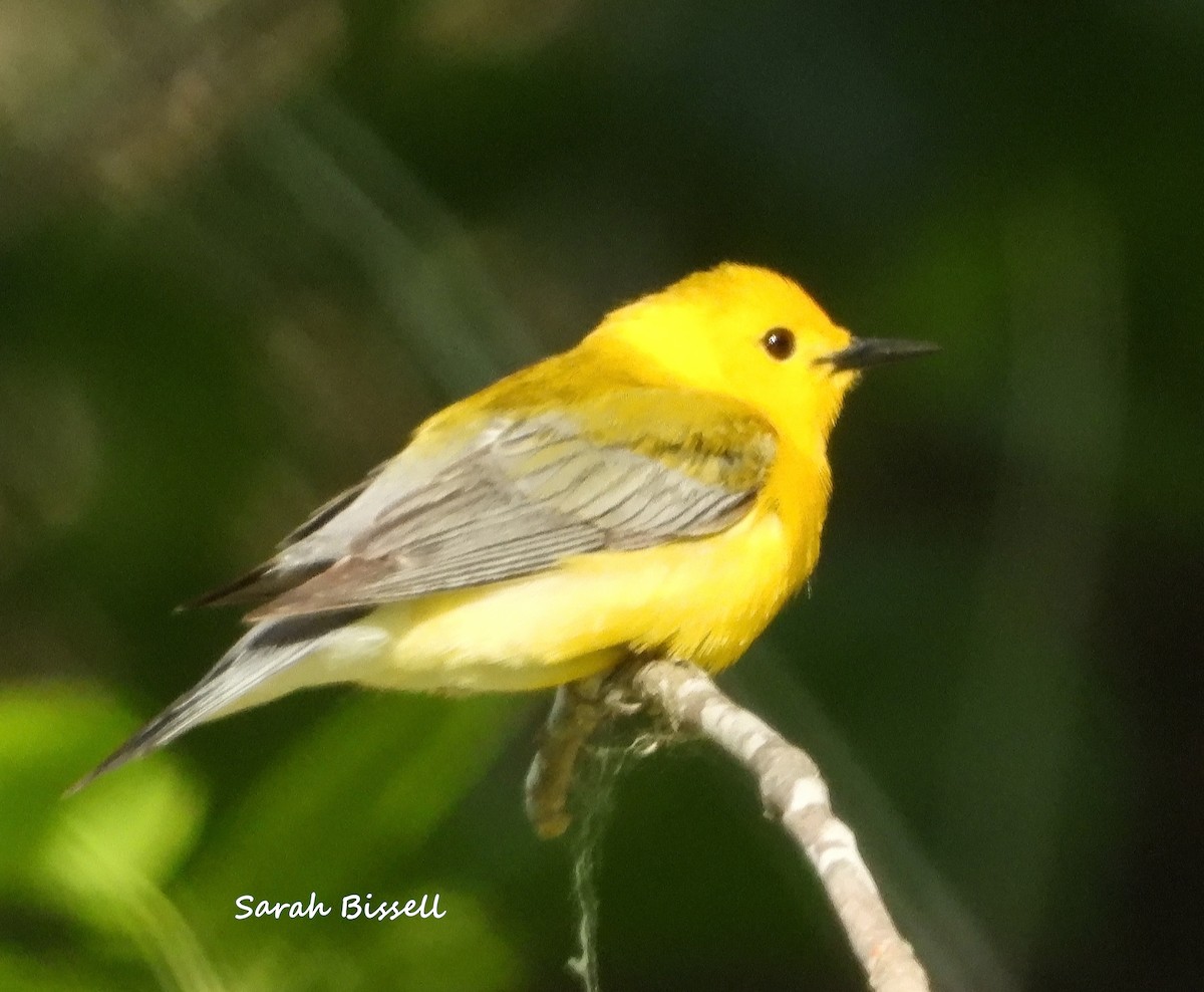 Prothonotary Warbler - Sarah Bissell