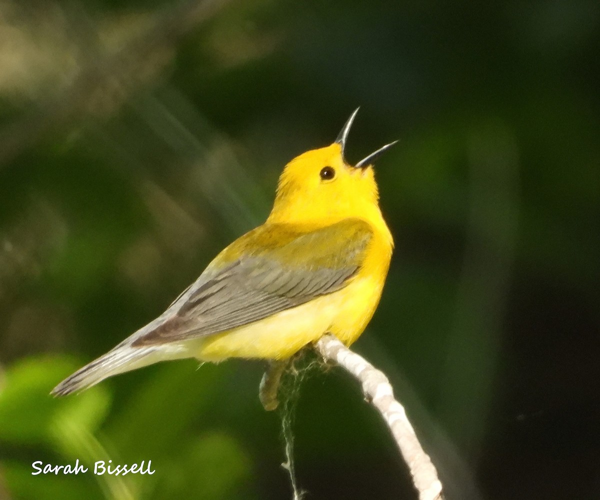 Prothonotary Warbler - ML619651960